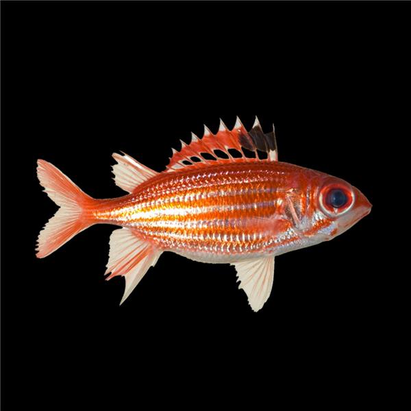 فرشته ماهی کورال بیوتی coral beauty angelfish