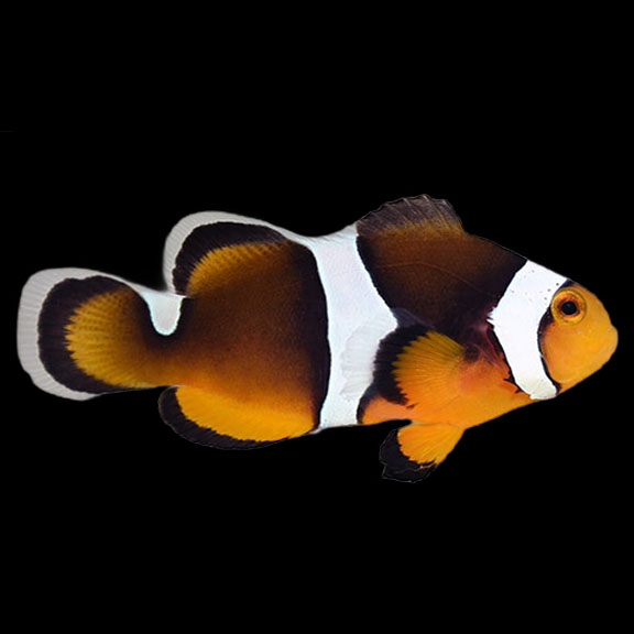فرشته ماهی کورال بیوتی coral beauty angelfish