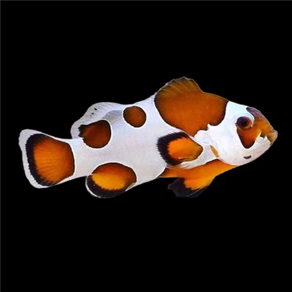 فرشته ماهی کورال بیوتی coral beauty angelfish
