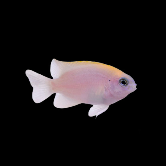 فرشته ماهی کورال بیوتی coral beauty angelfish