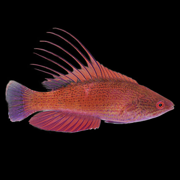 فرشته ماهی کورال بیوتی coral beauty angelfish