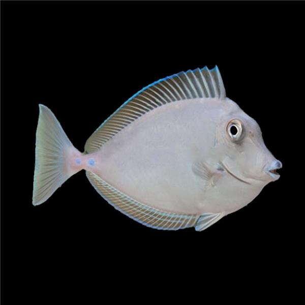 فرشته ماهی کورال بیوتی coral beauty angelfish