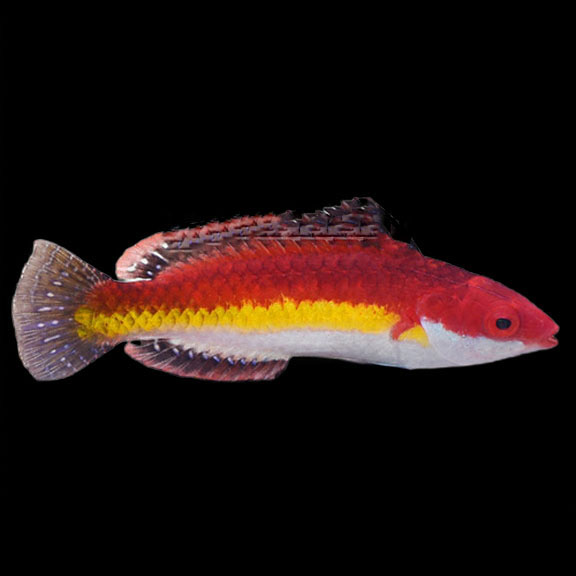 فرشته ماهی کورال بیوتی coral beauty angelfish