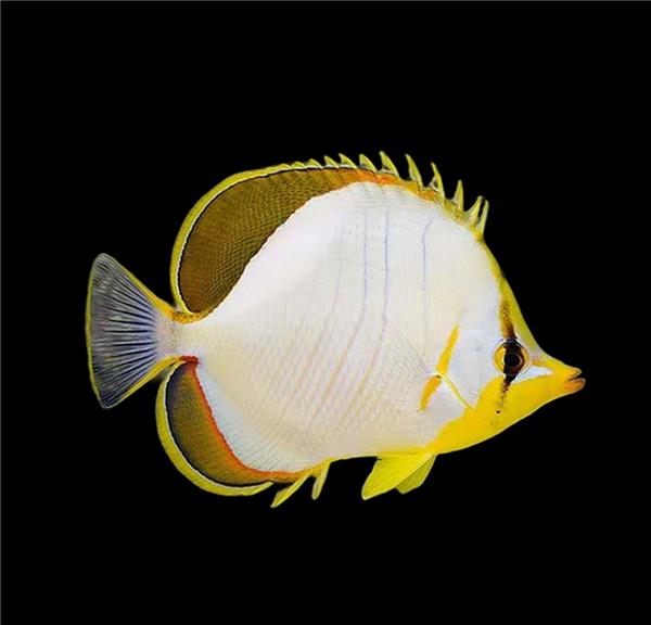 فرشته ماهی کورال بیوتی coral beauty angelfish