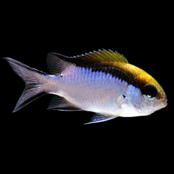فرشته ماهی کورال بیوتی coral beauty angelfish