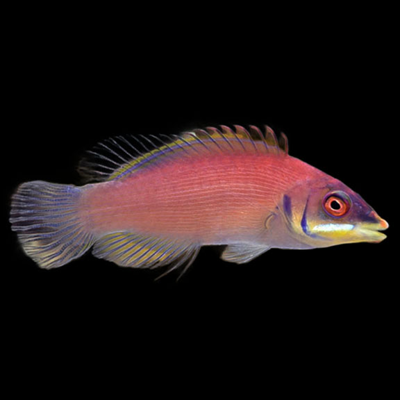 فرشته ماهی کورال بیوتی coral beauty angelfish
