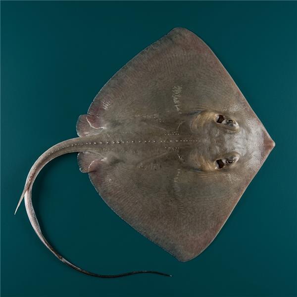 فرشته ماهی کورال بیوتی coral beauty angelfish
