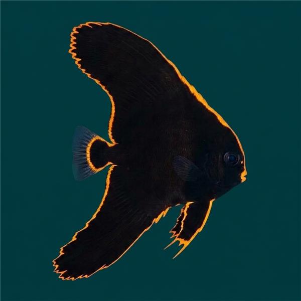 فرشته ماهی کورال بیوتی coral beauty angelfish