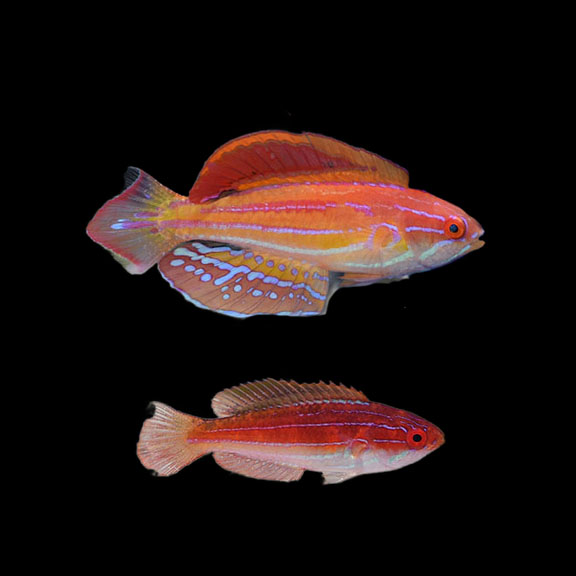 فرشته ماهی کورال بیوتی coral beauty angelfish