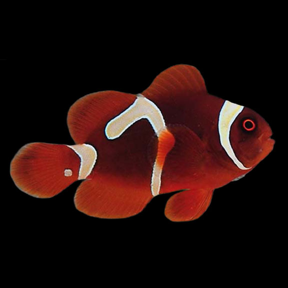 فرشته ماهی کورال بیوتی coral beauty angelfish