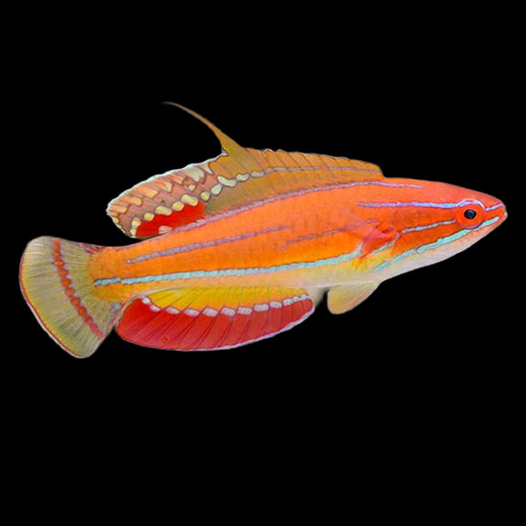 فرشته ماهی کورال بیوتی coral beauty angelfish