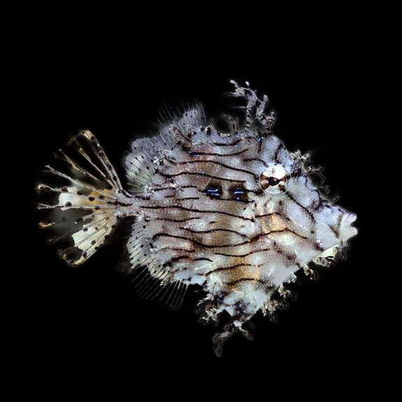 فرشته ماهی کورال بیوتی coral beauty angelfish