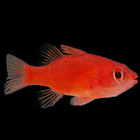 فرشته ماهی کورال بیوتی coral beauty angelfish