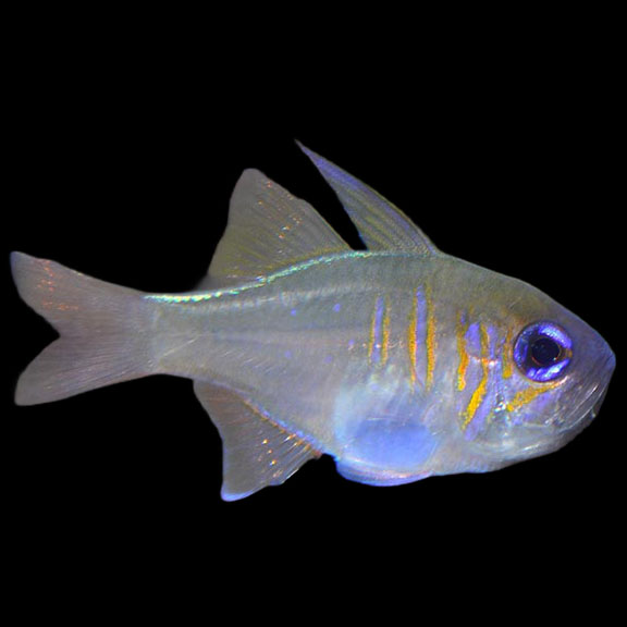 فرشته ماهی کورال بیوتی coral beauty angelfish