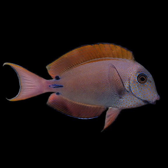 فرشته ماهی کورال بیوتی coral beauty angelfish