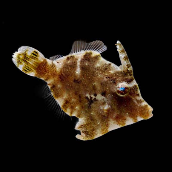 فرشته ماهی کورال بیوتی coral beauty angelfish