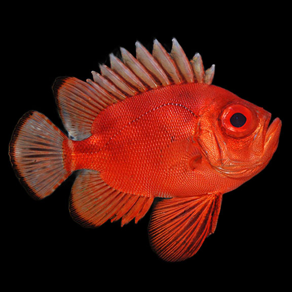 فرشته ماهی کورال بیوتی coral beauty angelfish