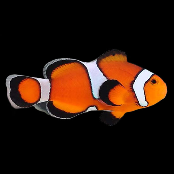 فرشته ماهی کورال بیوتی coral beauty angelfish