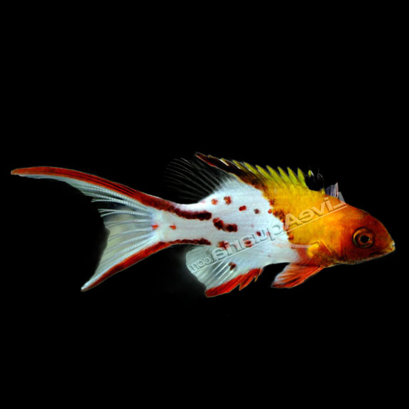 فرشته ماهی کورال بیوتی coral beauty angelfish