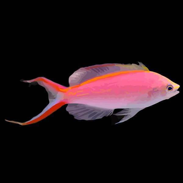 فرشته ماهی کورال بیوتی coral beauty angelfish