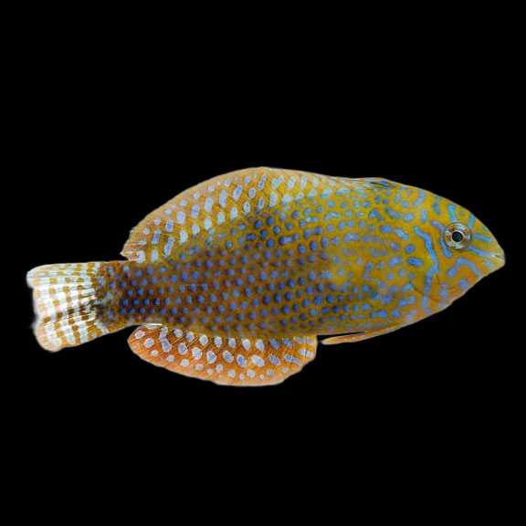 فرشته ماهی کورال بیوتی coral beauty angelfish