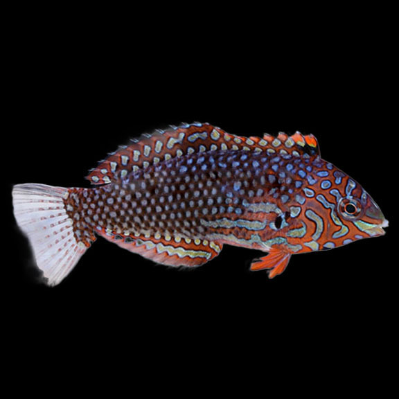 فرشته ماهی کورال بیوتی coral beauty angelfish