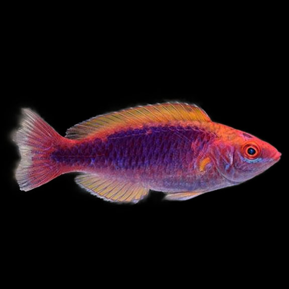 فرشته ماهی کورال بیوتی coral beauty angelfish