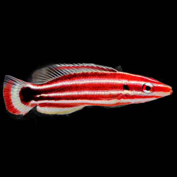 فرشته ماهی کورال بیوتی coral beauty angelfish