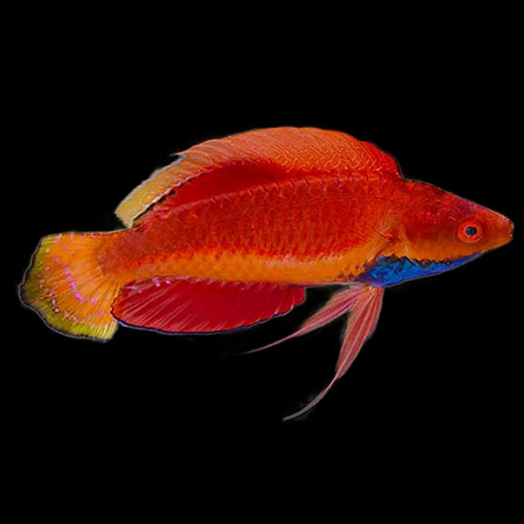 فرشته ماهی کورال بیوتی coral beauty angelfish