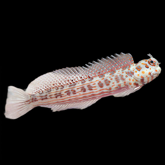 فرشته ماهی کورال بیوتی coral beauty angelfish