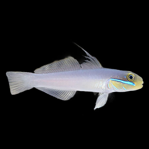 فرشته ماهی کورال بیوتی coral beauty angelfish