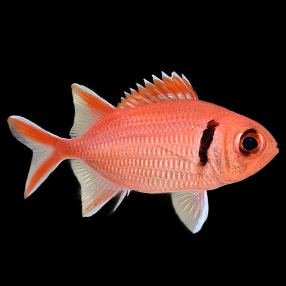 فرشته ماهی کورال بیوتی coral beauty angelfish