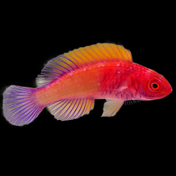 فرشته ماهی کورال بیوتی coral beauty angelfish