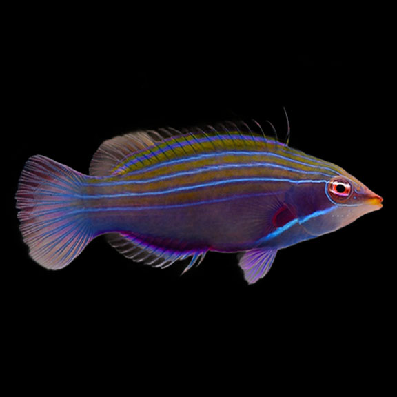 فرشته ماهی کورال بیوتی coral beauty angelfish