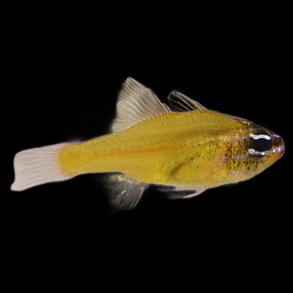 فرشته ماهی کورال بیوتی coral beauty angelfish