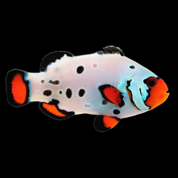 فرشته ماهی کورال بیوتی coral beauty angelfish