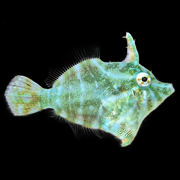 فرشته ماهی کورال بیوتی coral beauty angelfish