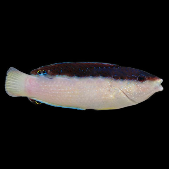 فرشته ماهی کورال بیوتی coral beauty angelfish