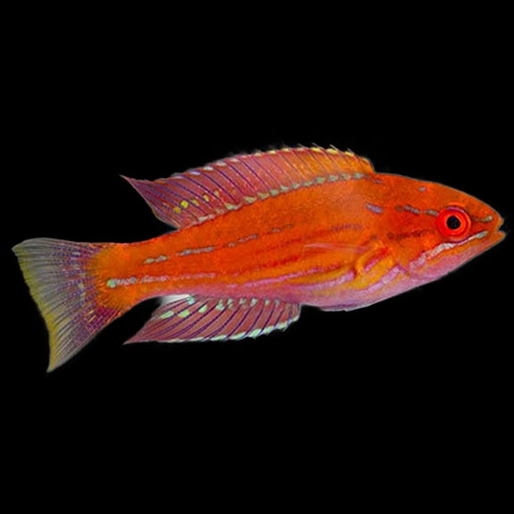 فرشته ماهی کورال بیوتی coral beauty angelfish