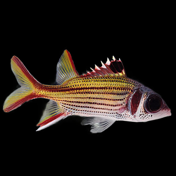 فرشته ماهی کورال بیوتی coral beauty angelfish