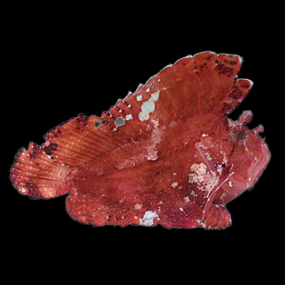 فرشته ماهی کورال بیوتی coral beauty angelfish