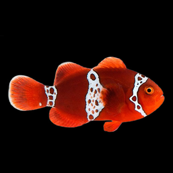 فرشته ماهی کورال بیوتی coral beauty angelfish
