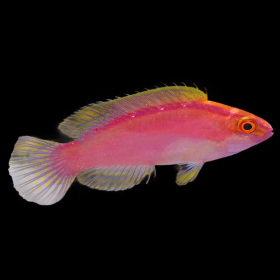 فرشته ماهی کورال بیوتی coral beauty angelfish