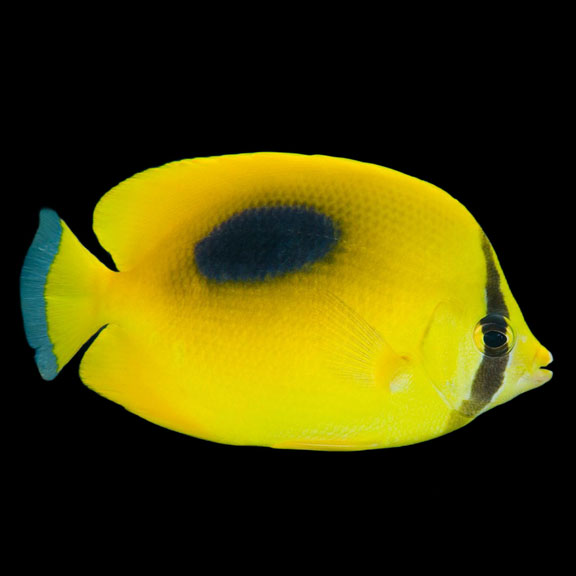 فرشته ماهی کورال بیوتی coral beauty angelfish