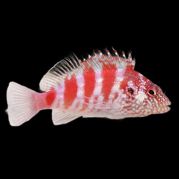 فرشته ماهی کورال بیوتی coral beauty angelfish