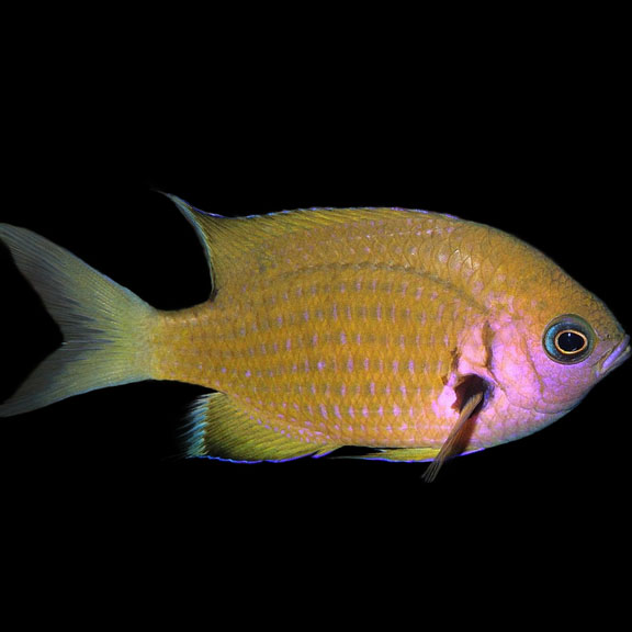 فرشته ماهی کورال بیوتی coral beauty angelfish