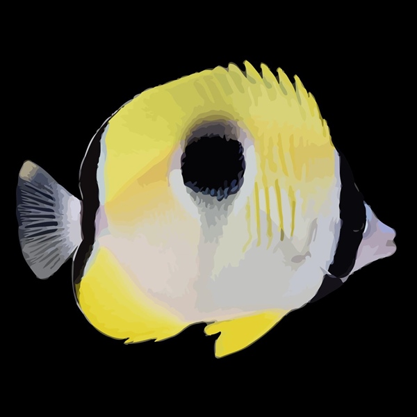 فرشته ماهی کورال بیوتی coral beauty angelfish