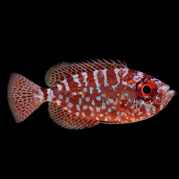 فرشته ماهی کورال بیوتی coral beauty angelfish