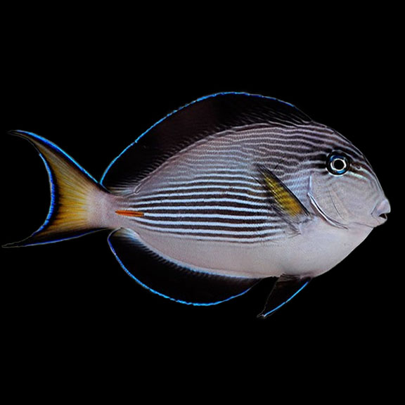 فرشته ماهی کورال بیوتی coral beauty angelfish
