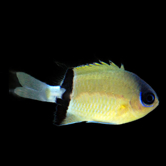 فرشته ماهی کورال بیوتی coral beauty angelfish